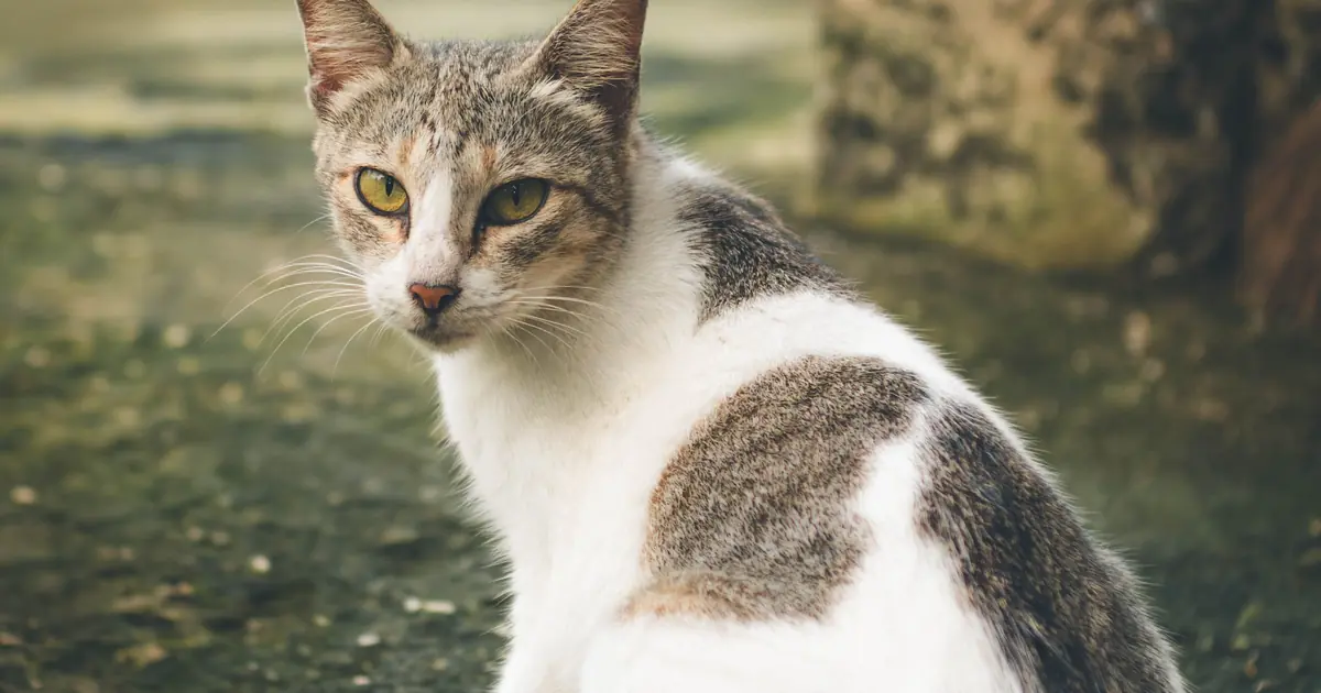 When Is a Cat Fully Grown? Full Adult Size by Breed 1