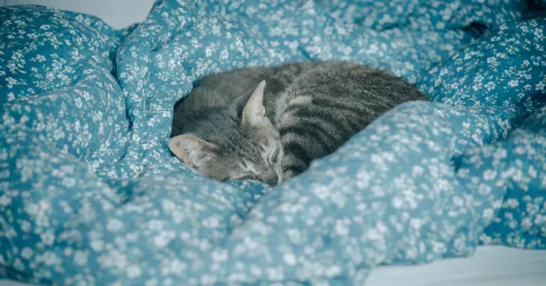 where your cat sleeps on your bed and what it means