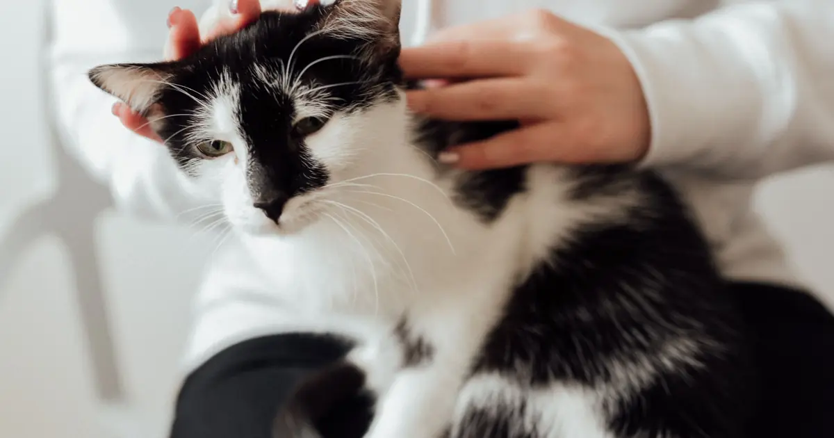 why do cat scratches itch