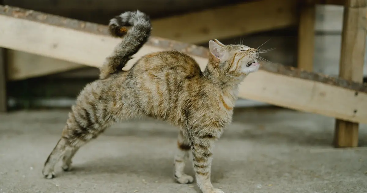 a cat stretching with an arched back
