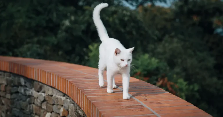 why do cats arch their back