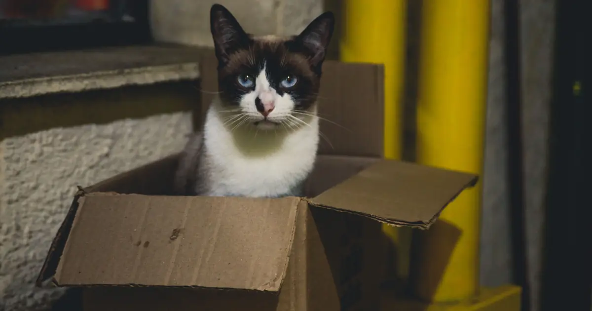 why do cats bury their poop