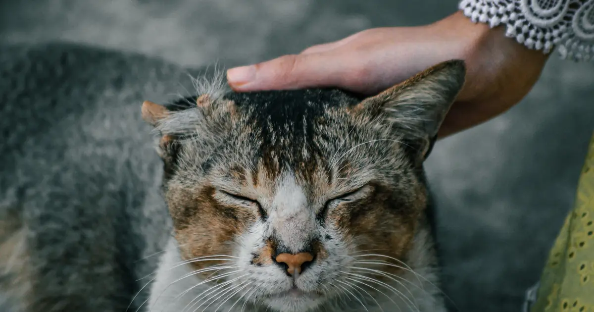hand stroking a content cat