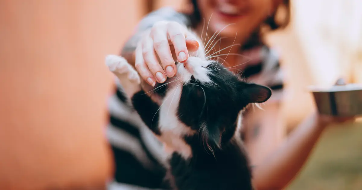 why do cats like being pet