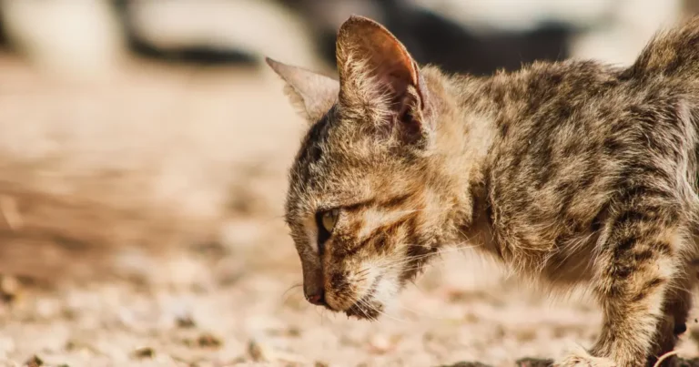 why do cats like earwax