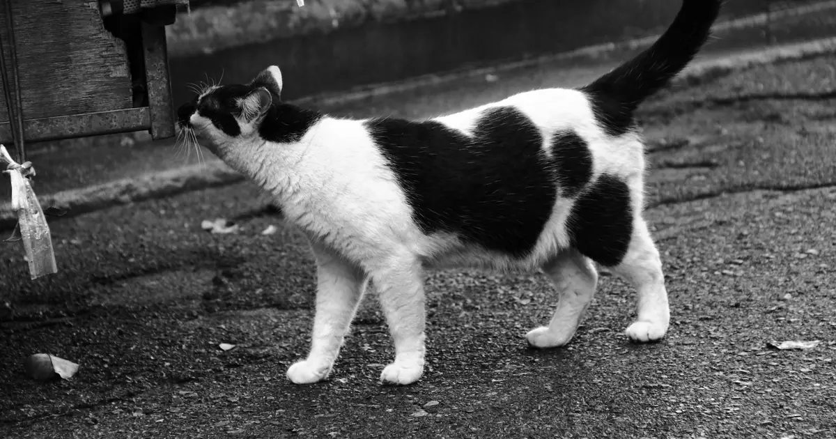 cat sniffing a piece of fish