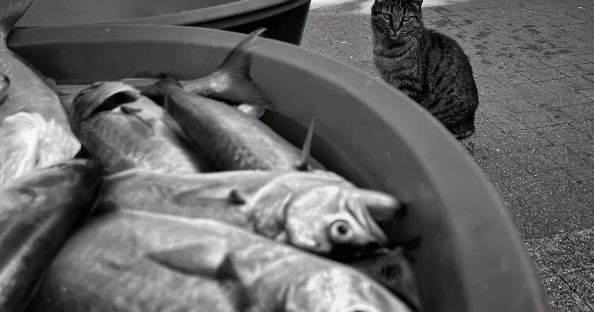 why do cats like fish
