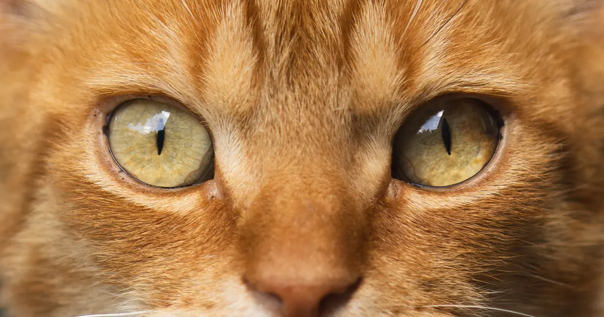 close-up of a cat with wide eyes