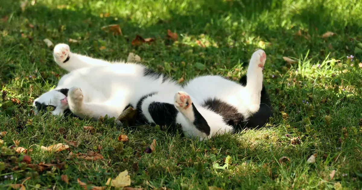 cat rolling in the garden