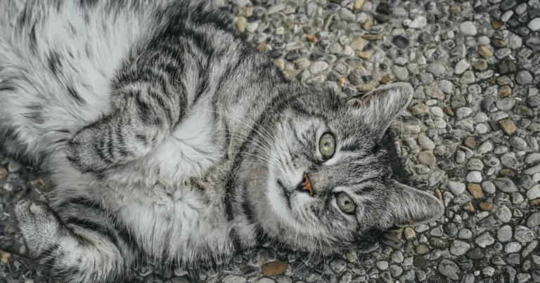 why do cats roll in dirt