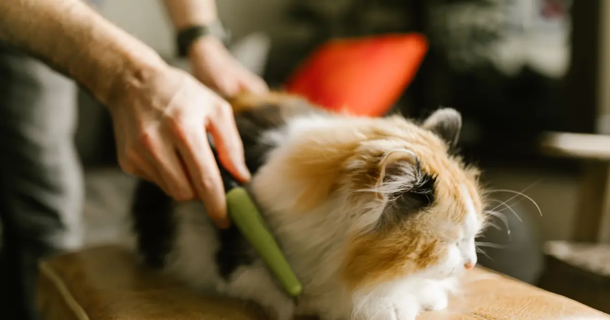 Why Does My Cat Eat My Hair? 7 Real Reasons + Vet Tips 1