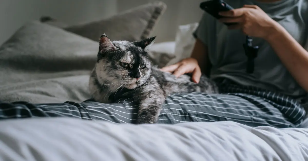 Why Does My Cat Follow Me Everywhere? 9 Real Reasons 1