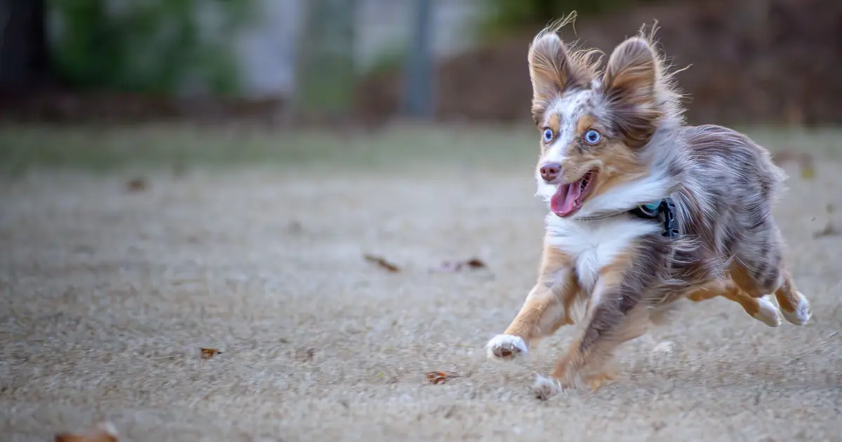 Why Does My Cat Get the Zoomies? 7 Real Reasons + Fixes 1