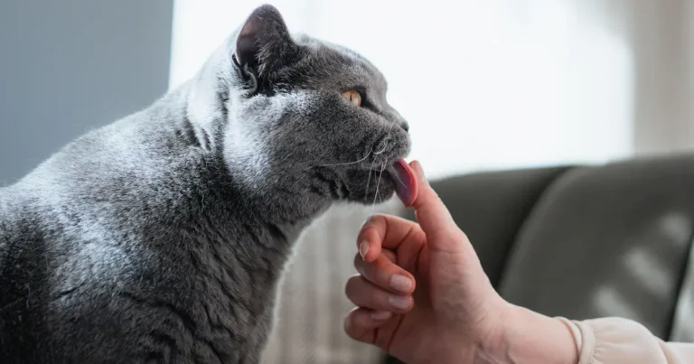why does my cat lick me