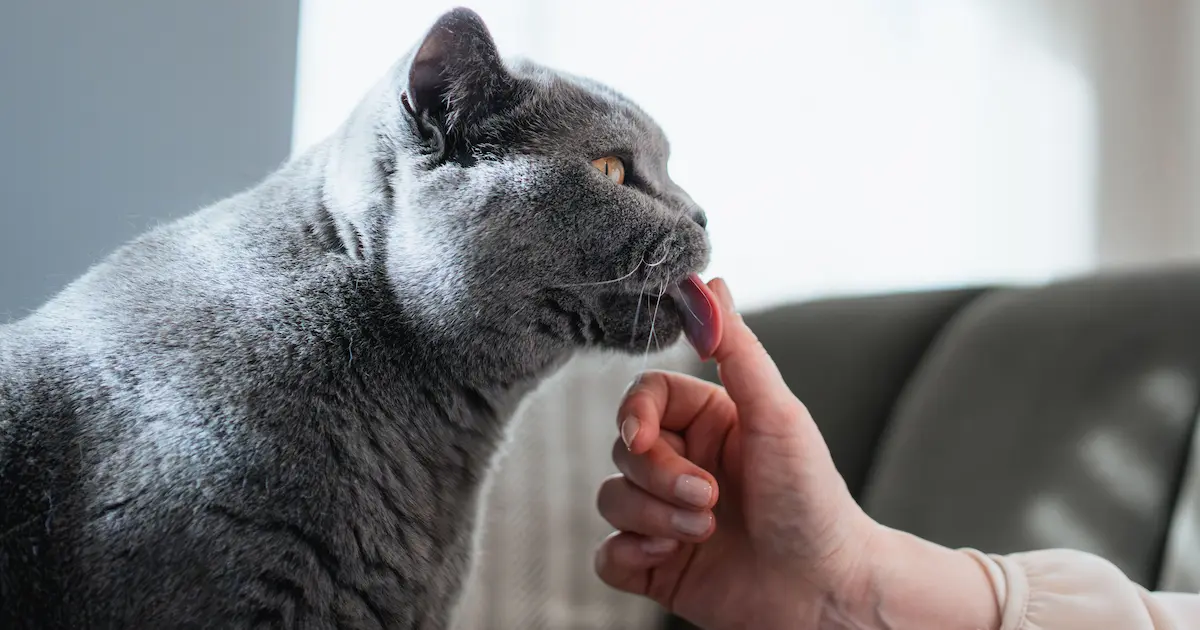 why does my cat lick me