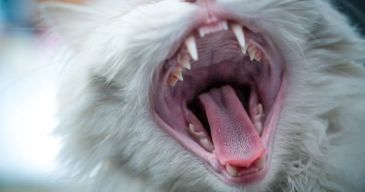 Why Does My Cat Snore? 7 Common Causes and Vet Red Flags 1