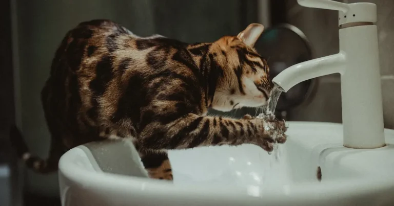why is my cat drinking so much water