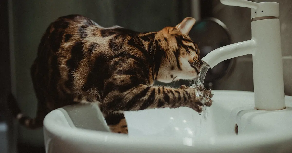 why is my cat drinking so much water
