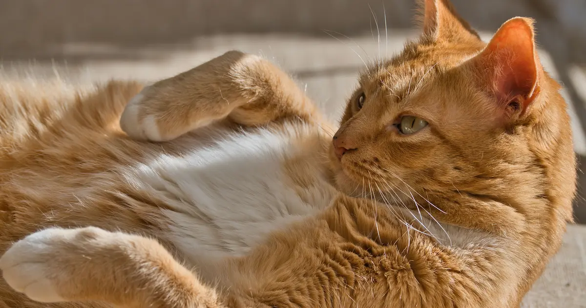 why is my cat losing hair