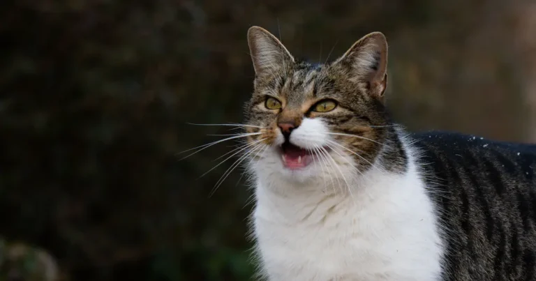 why is my cat meowing so much