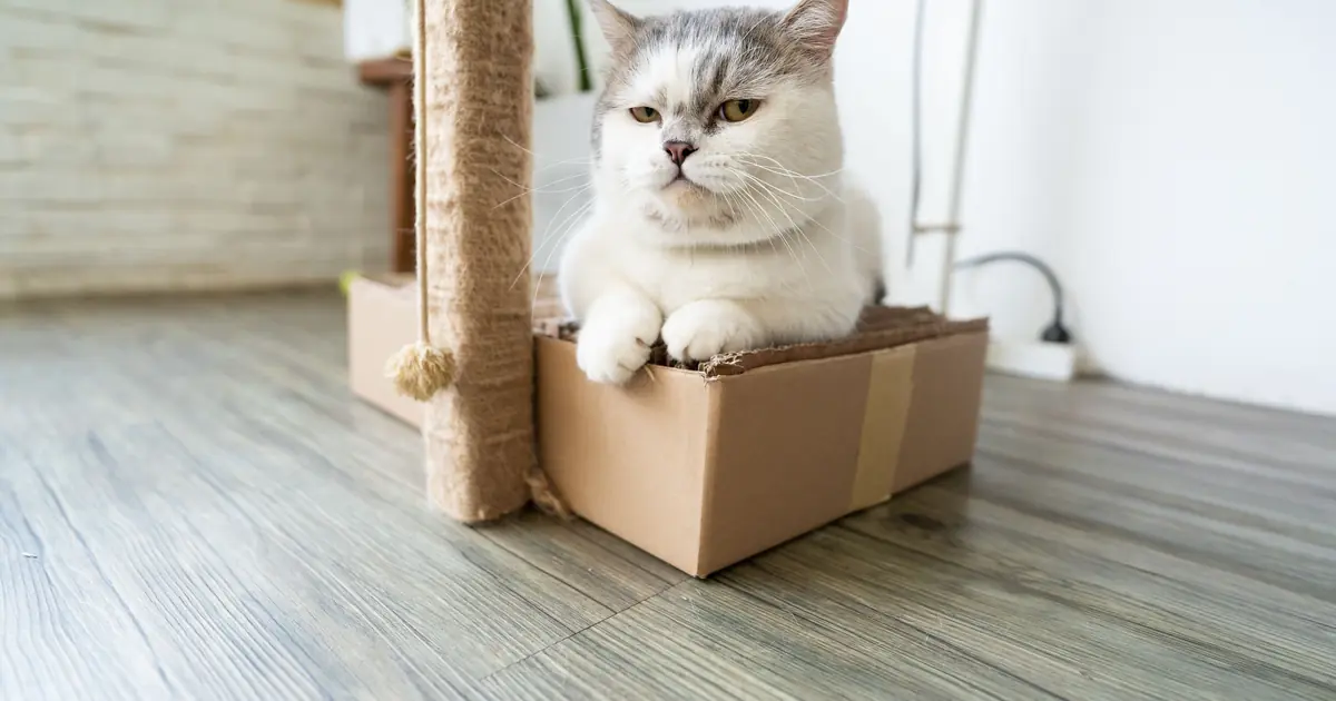 Why Is My Cat Not Using the Litter Box? 12 Real Fixes 1