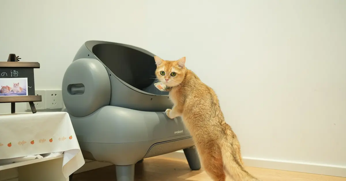 Why Is My Cat Peeing Everywhere? 9 Causes & Fixes 1
