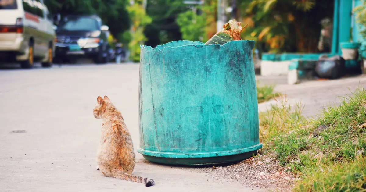 Why Is My Cat Pooping on the Floor? 9 Real Reasons 1