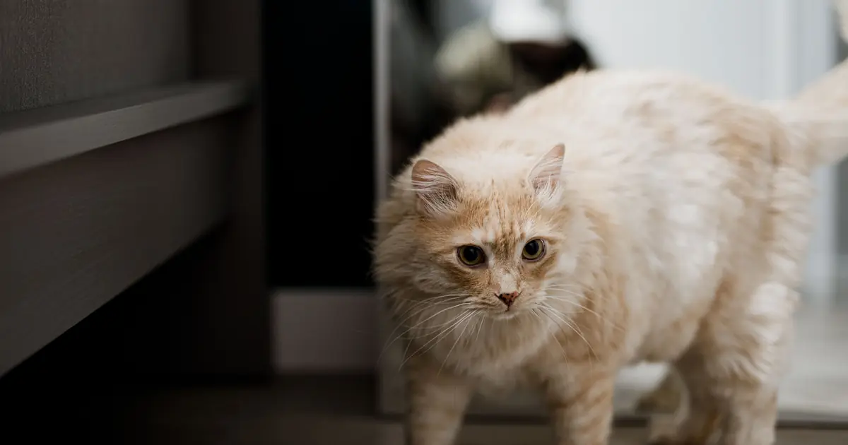 Why Is My Cat Shaking? 9 Causes & When to Worry 1