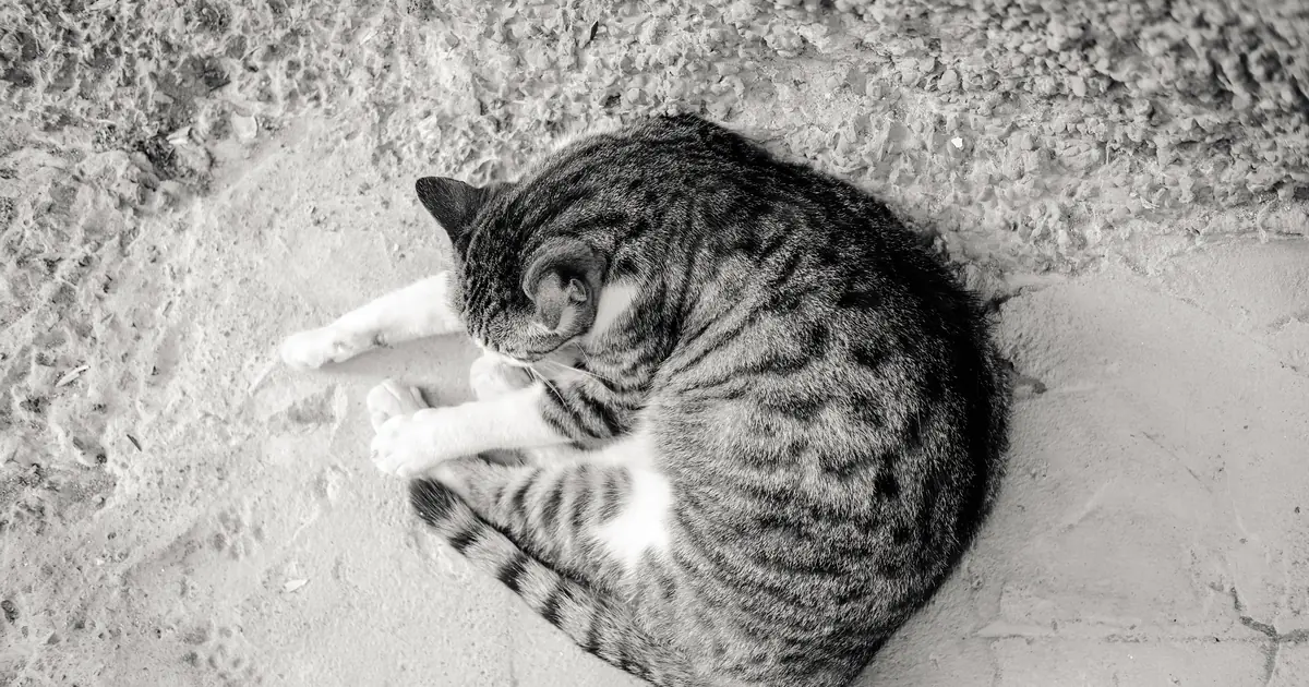 Why Is My Cat Sleeping So Much? 6 Warning Signs 1