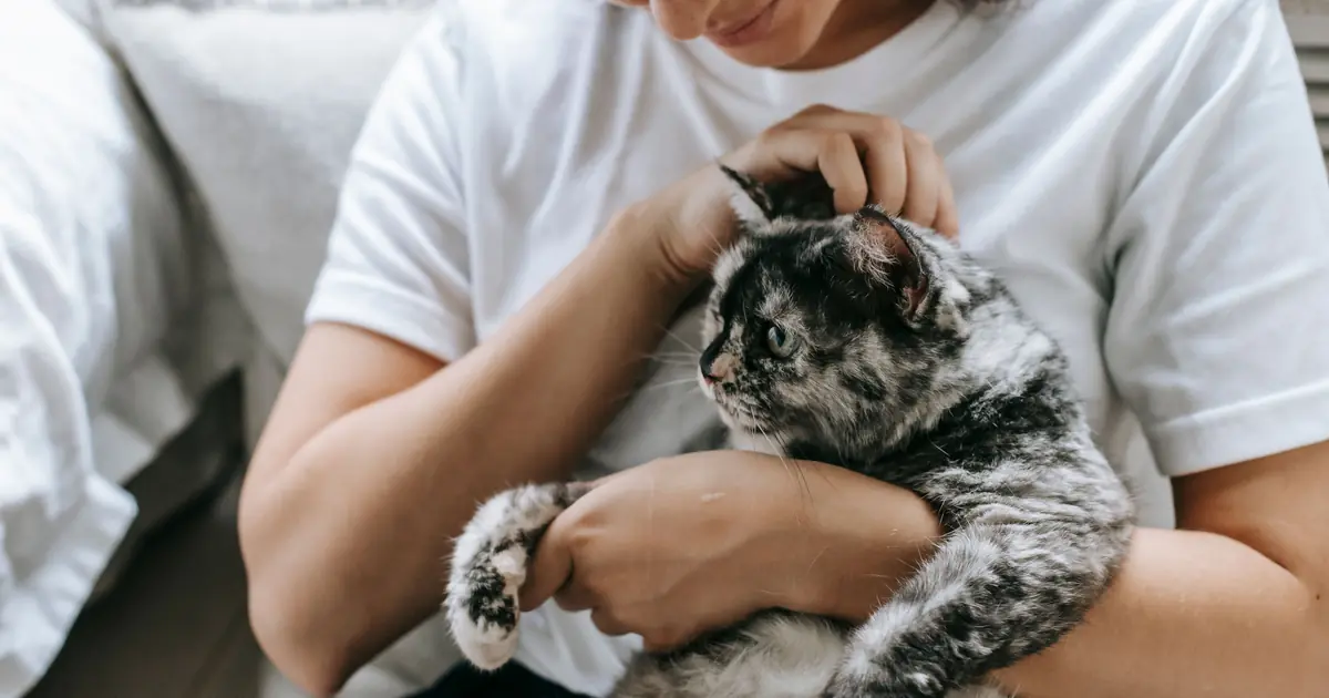 Why Is My Cat So Clingy? 8 Real Reasons (Vet Tips) 1