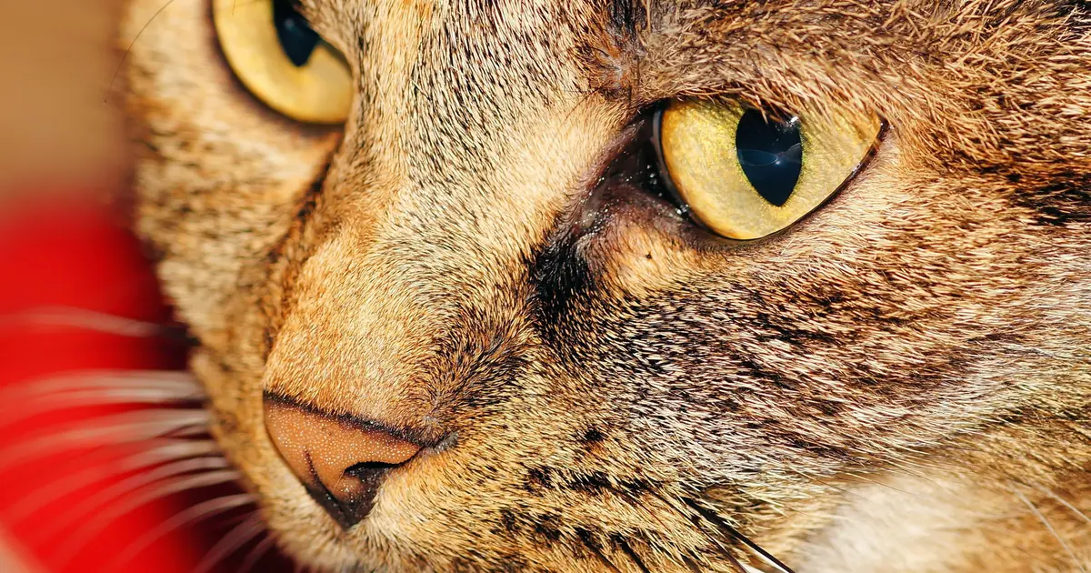 close-up of a cat's nose