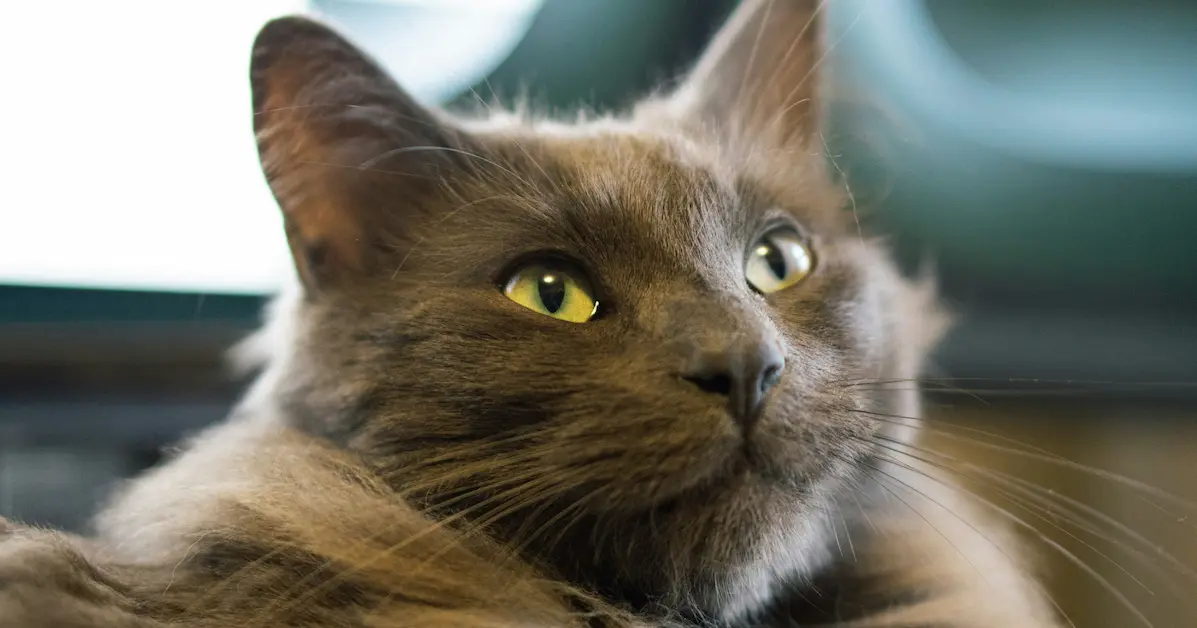 york chocolate cat