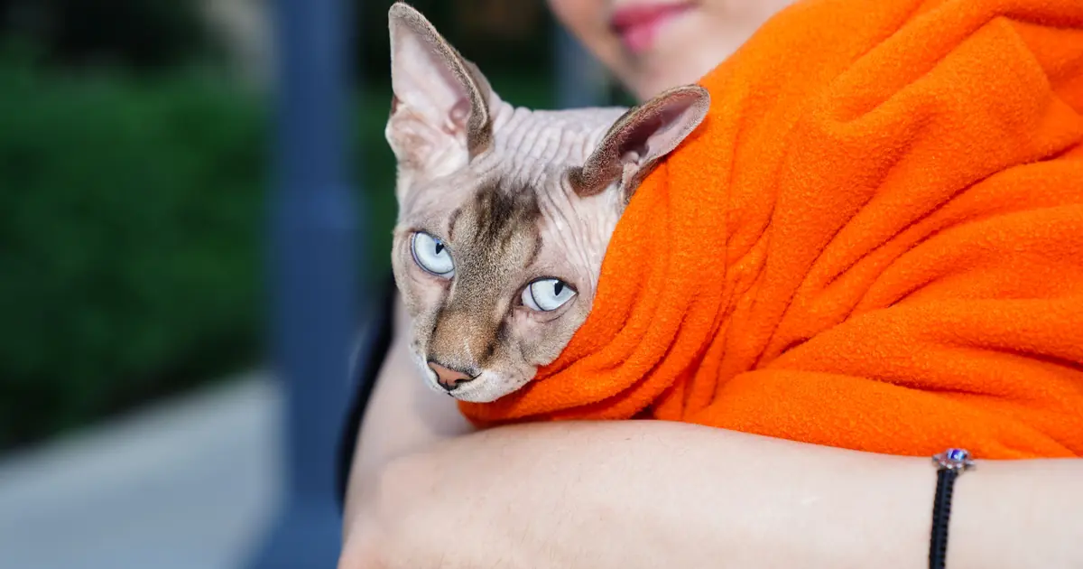 PetSmart partners with local shelters to host adoptable cats