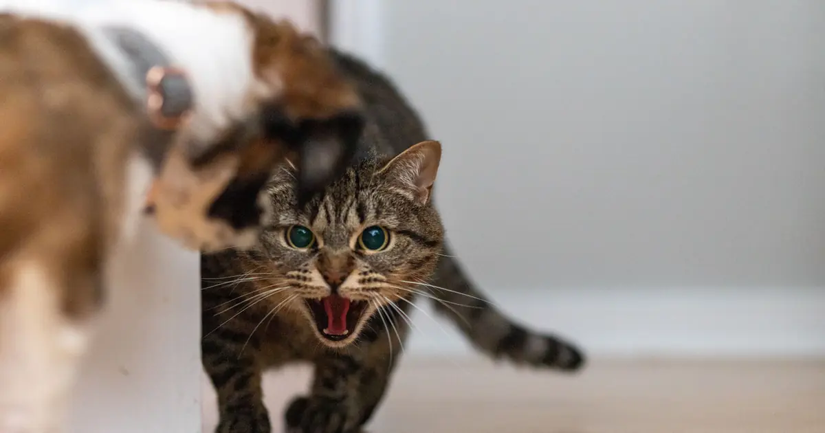 aggression is usually a symptom of fear or pain, not a character flaw