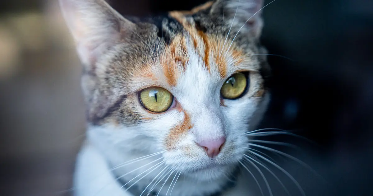 sharp senses let cats detect changes long before we do