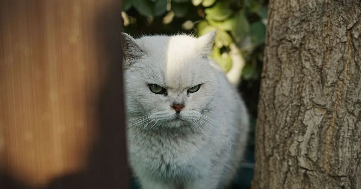 a cat turning away, which can look like a grudge