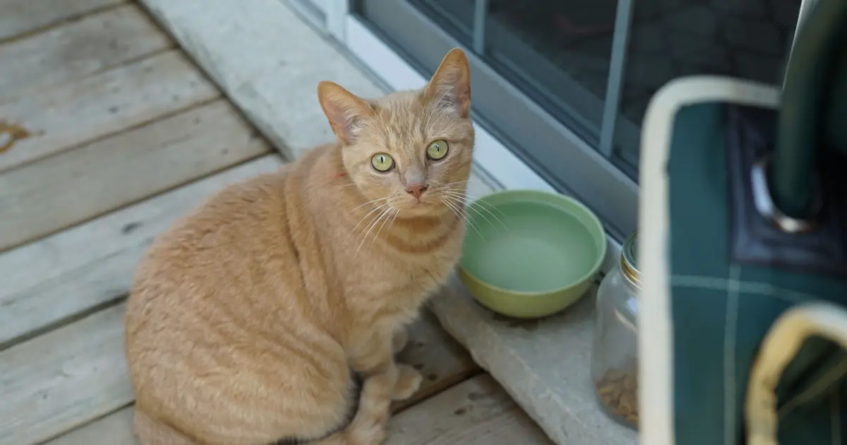 cat waiting beside a bowl of dry food