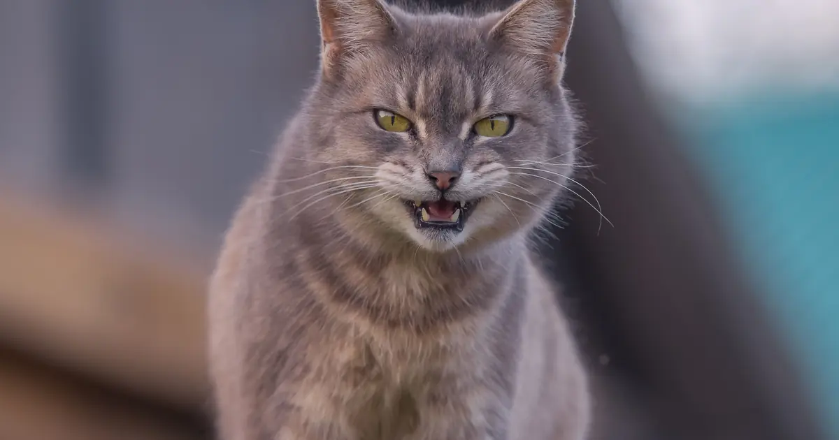 flattened ears and a lashing tail show an upset cat