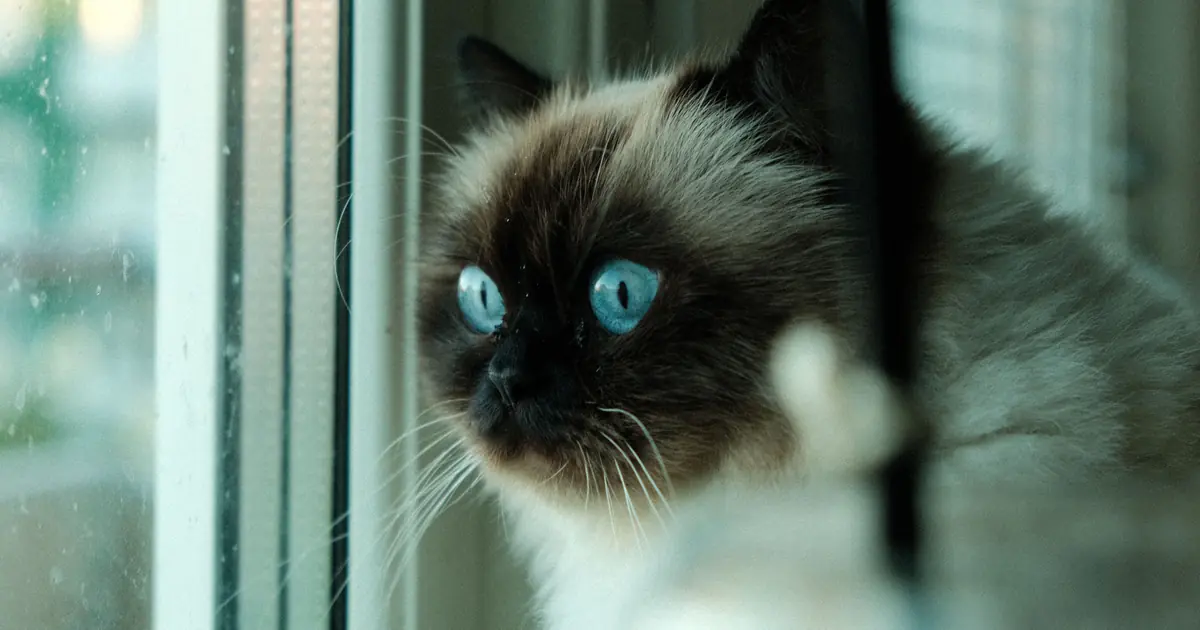 Balinese cats produce less of the Fel d 1 allergen