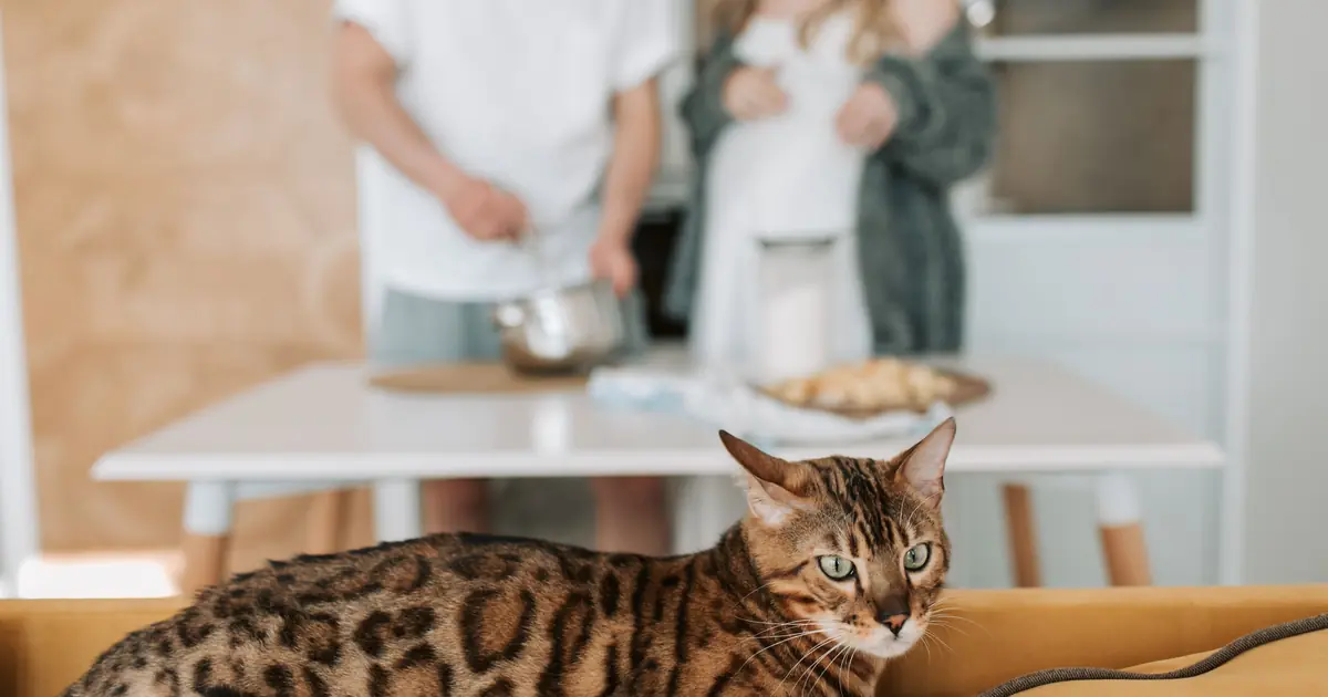 a Bengal's wild-looking rosettes add to its high price