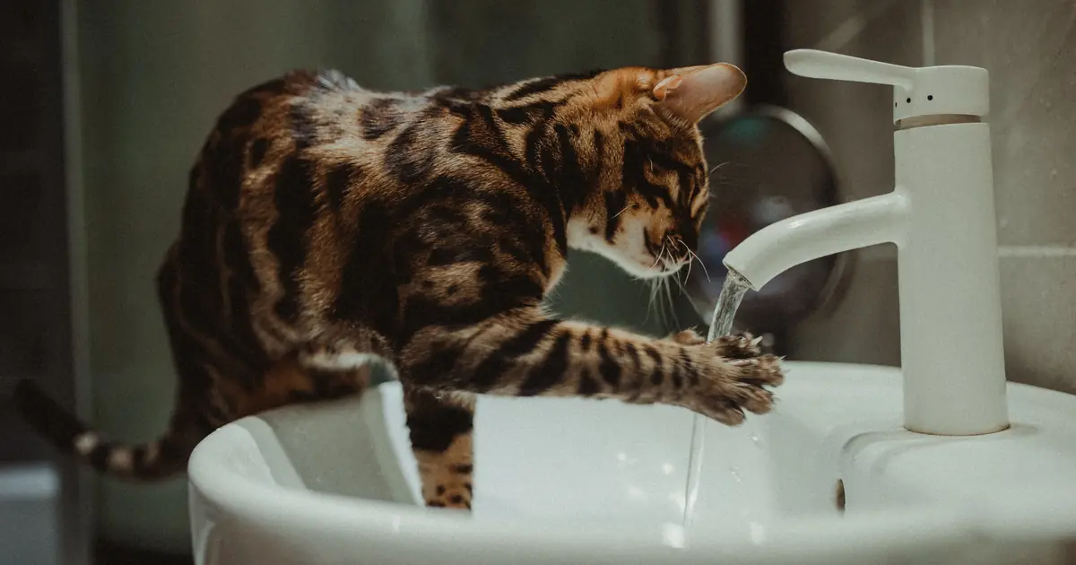 Bengals are unusually drawn to water and often play in it
