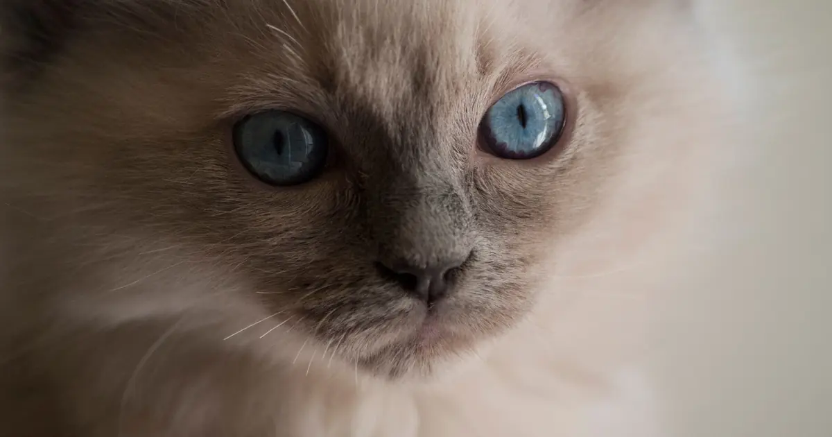 the Birman's silky, single coat may shed fewer allergens