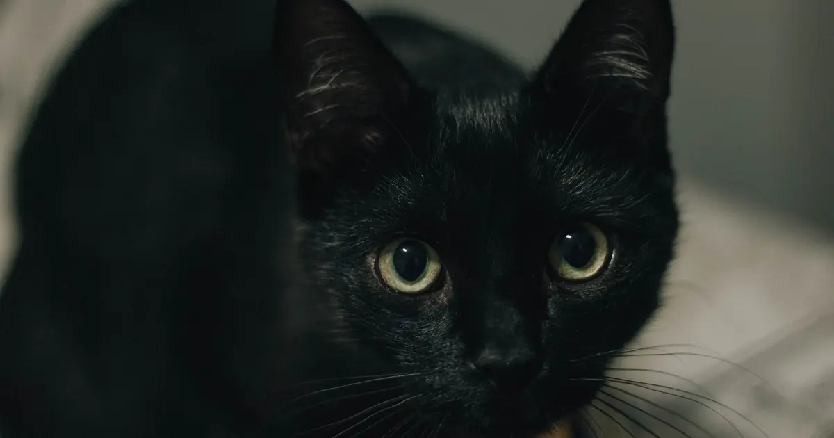 the thin fur in front of a black cat's ears is usually normal