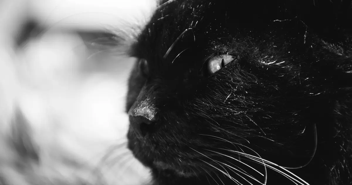 black cats are tied to superstition and folklore worldwide