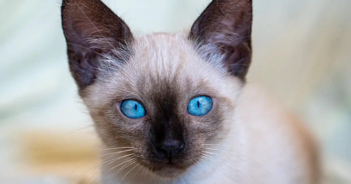a blue-eyed siamese kitten