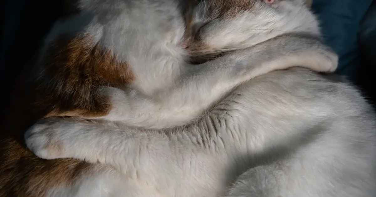 cats don't mate for life but can form close bonds