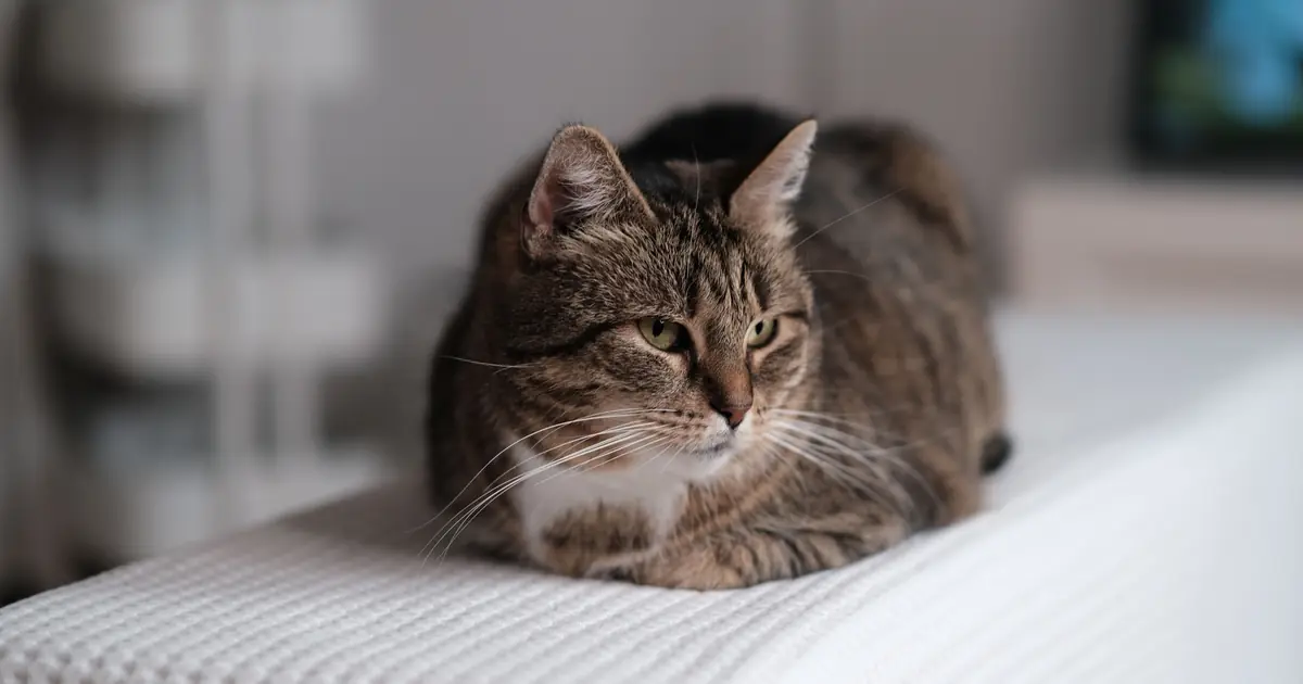 a brown tabby, far more common than a solid brown cat