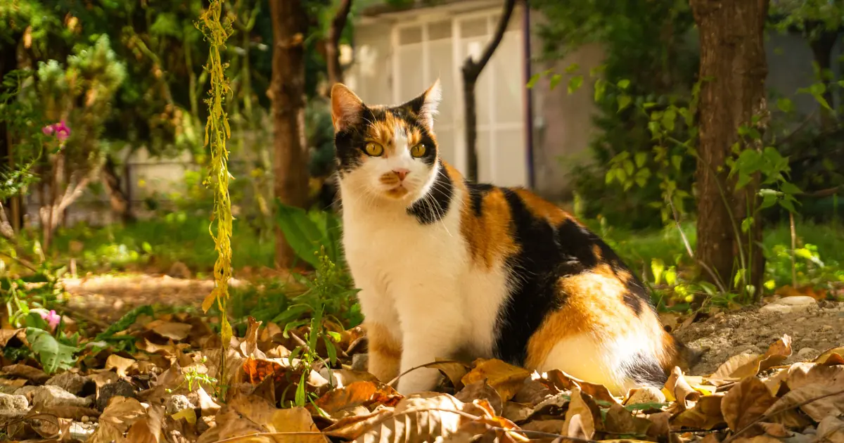 yes, female calicos can get pregnant; nearly all calicos are female