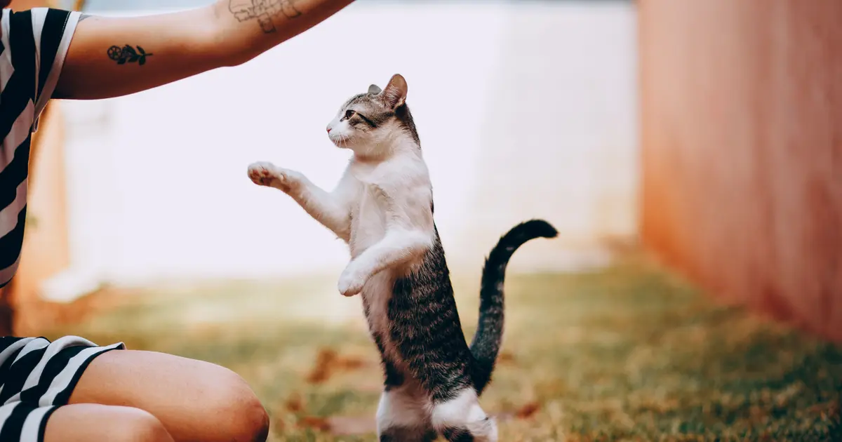 a happy playful cat