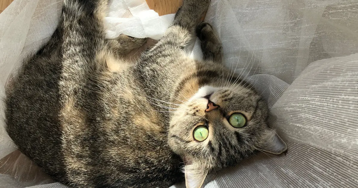 can cats laugh